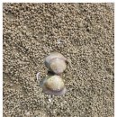 몽산포베네치아펜션&카페아카데미 | 몽산포 바다 조개체험 펜션 1박 후기 동죽 백합 잡기부터 숯불삼겹살까지 기록