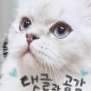 에디피아 이미지