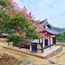 미스터손두부보쌈 | 논산 배롱나무꽃 3대 명소