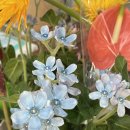 스칸디아모스 카네이션 바구니 만들기 | 양양꽃집 소미꽃마을 꽃바구니만들기 원데이클래스 체험 후기