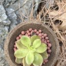 원주시청 어린이집 | 플라워럼프 낙엽 업사이클링키트, 폐낙엽 DIY 체험 키트 후기