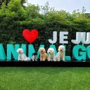 플레이애니멀 이미지