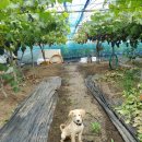 율현농장 이미지