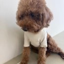 루앤멍 | 일산애견유치원 반려견 관리 확실한 루앤멍