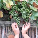 성안 벽화마을 시화 이미지