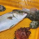 청호활어회센터 이미지