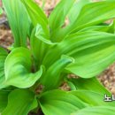 홍천노내골농장