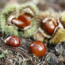 호두의디저트 이미지