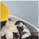 블랑드펫 이미지