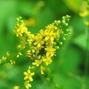 다시오마 이미지