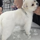동탄에이스애견미용학원 네이버블로그
