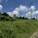 표선 교차로 4 이미지