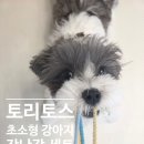 퍼피봉봉 | 초소형견 장난감으로 추천해요. 토리토스 소형견 장난감 세트 사용후기