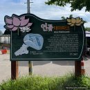 백연조경 | [연꽃테마파크] 경기도 시흥 가볼만한 곳 8월 여름 여행지 추천 대규모 연꽃단지 무료 주차 연꽃 개화...