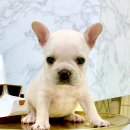 경기도 수원시 팔달구 효원로219번길 46-4 (인계동) 이미지