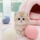 좋은 친구들 동물병원 | 핑크골드 같지만 블루골드브리티쉬숏헤어 CY 공주님이에요~!