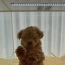 펫퍼스트24시 서울송파점 강아지고양이분양말티푸말티즈푸들 이미지