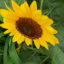 시흥약국 이미지