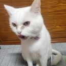 새한그레인 | 고양이 구내염 사료 본아페티 고양이 다이어트 맛있게 냠냠