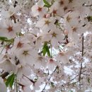 4월 11일(토) 오후5시30분 '제2차 서울의 숲 산책(개나리 진달래, 튜율립,벚꽃)과 뚝섬갈비' 이미지