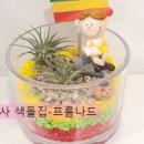 행잉플랜트 공기정화식물체험 이미지