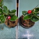 평사1리 이미지