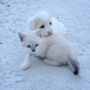 데려가개 이미지