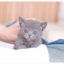 고양이 하루 | 안성고양이분양 후기] 따뜻한 하루, 안성에서 만난 내 반려묘