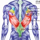각 부위의 근육 명칭 및 근육에 대한 이해 이미지