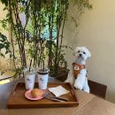 카페류(CAFE.RYU) | 남한산성 애견동반 카페 : 류 (RYU)