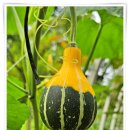 강원도립화목원 이미지