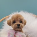 애견미용실 꽃개 이미지