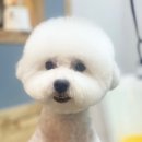 도그허니 이미지