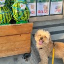 쉬리펫살롱 이미지