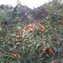 소망농장 이미지