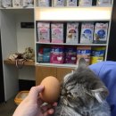 슈슈 동물병원 이미지