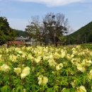 방하디딜방아 이미지