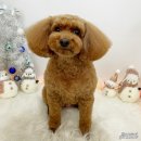 애견미용실 몽자네 이미지