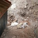 풍산농장 이미지