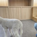 한양목장 | 증평투어패스 사용후기 3탄 벨포레리조트즐기기