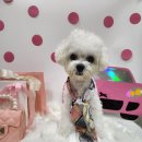 멍글멍글애견호텔미용 이미지