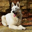 동물미용업 영업등록신청 이미지