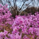 3월28일(목)원미산 진달래꽃 트래킹~ 이미지