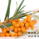 신성2호 이미지