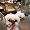 냠냠펫푸드 이미지