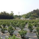 인건농장 네이버블로그
