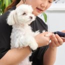펫글뷰티 이미지