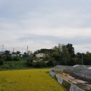 파주양돈단지(5) 중앙일보