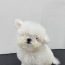 베베 애견유치원 이미지