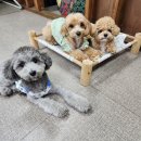 하울 애견 유치원 이미지